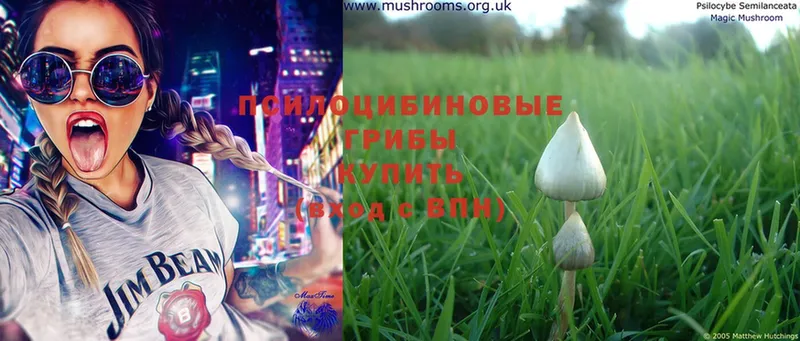 ссылка на мегу   хочу   Ржев  Псилоцибиновые грибы Magic Shrooms 